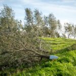 Benfica, Valadares Gaia, Sporting e SCU Torreense nas meias-finais da Taça da Liga feminina de futebol