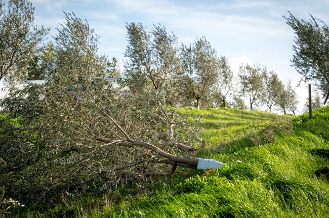 FPF ativa comissão coordenadora para as emergências no futebol derivadas de catástrofes naturais
